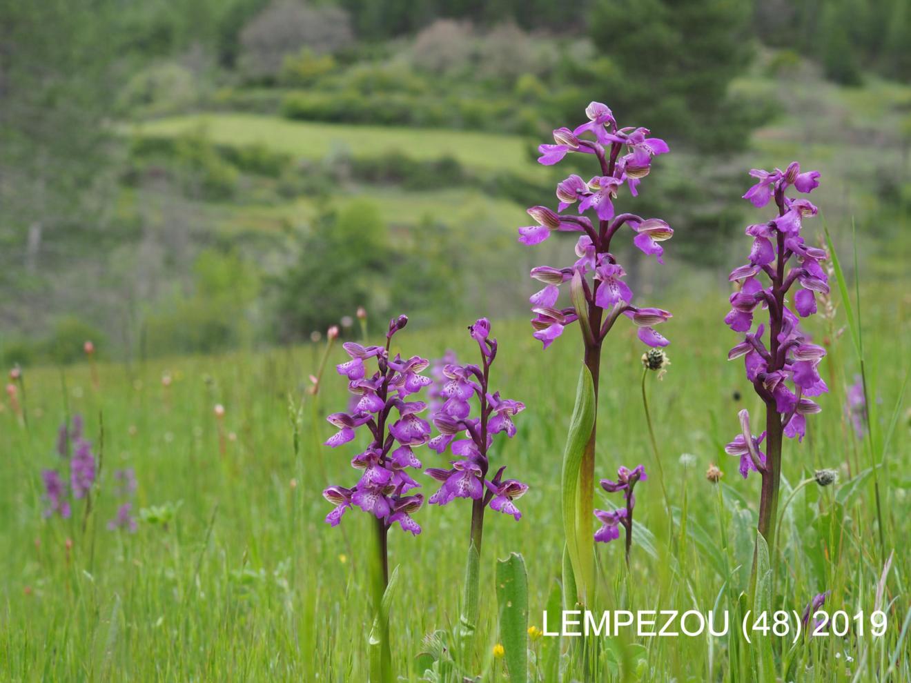 Orchid, Green-winged